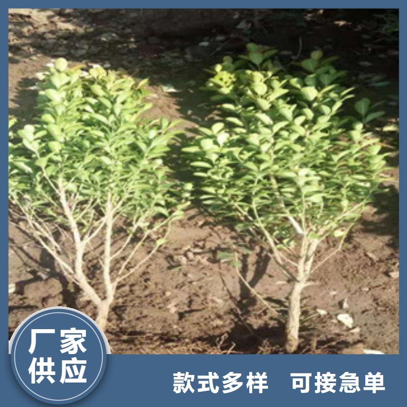 宿根花卉,耐寒耐旱草花基地好产品不怕比