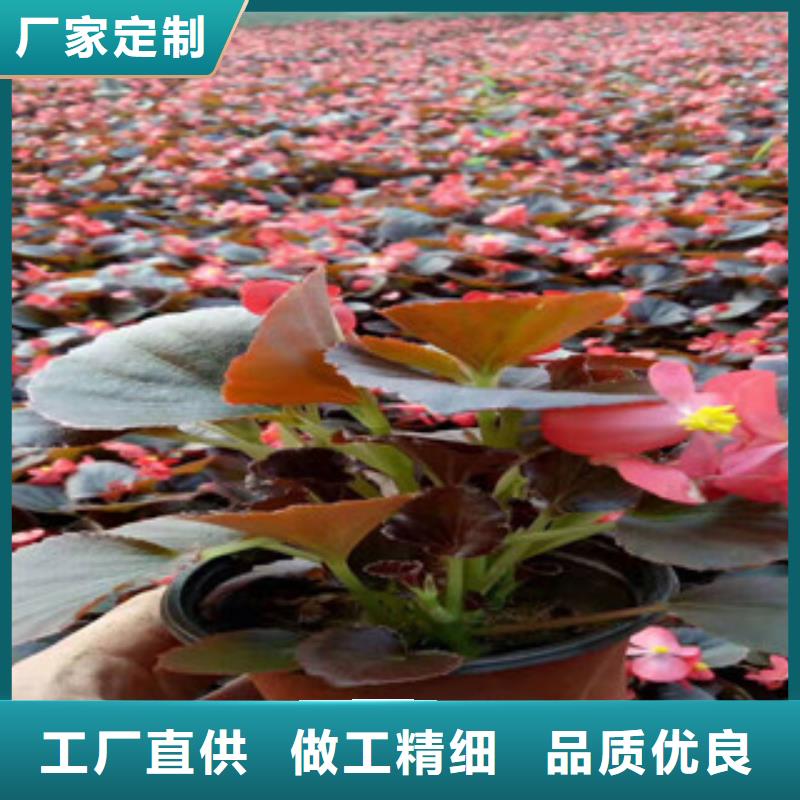 耐寒耐旱草花基地视频-耐寒耐旱草花基地(绿九州)覆盖地域安徽省淮北市相山|杜集|宣城|亳州|安庆|巢湖|合肥|淮南|六安