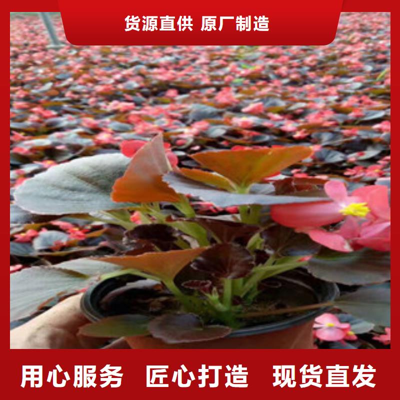宿根花卉,时令花卉/绿化草花价格一手价格
