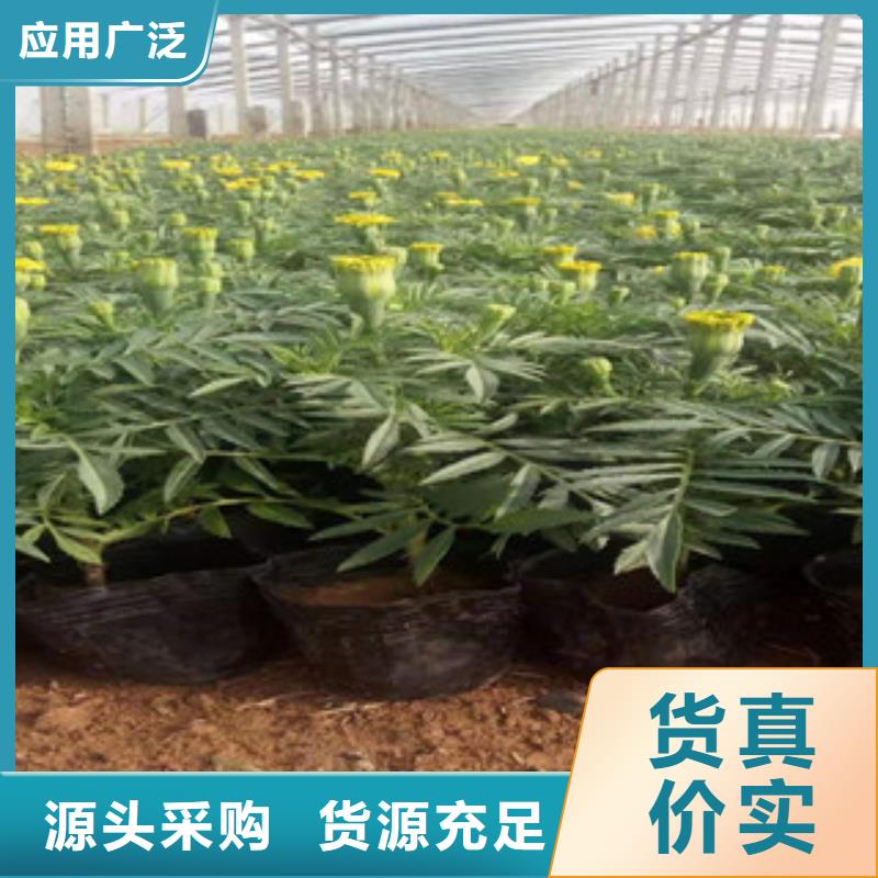 宿根花卉柳叶马鞭草/薰衣草工期短发货快