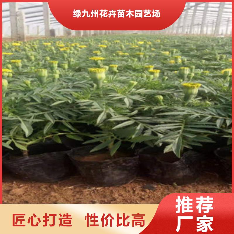 宿根花卉五一国庆草花批发一对一为您服务