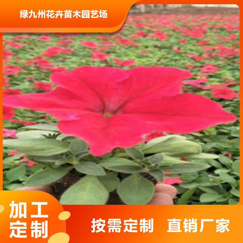 宿根花卉五一国庆草花批发一对一为您服务