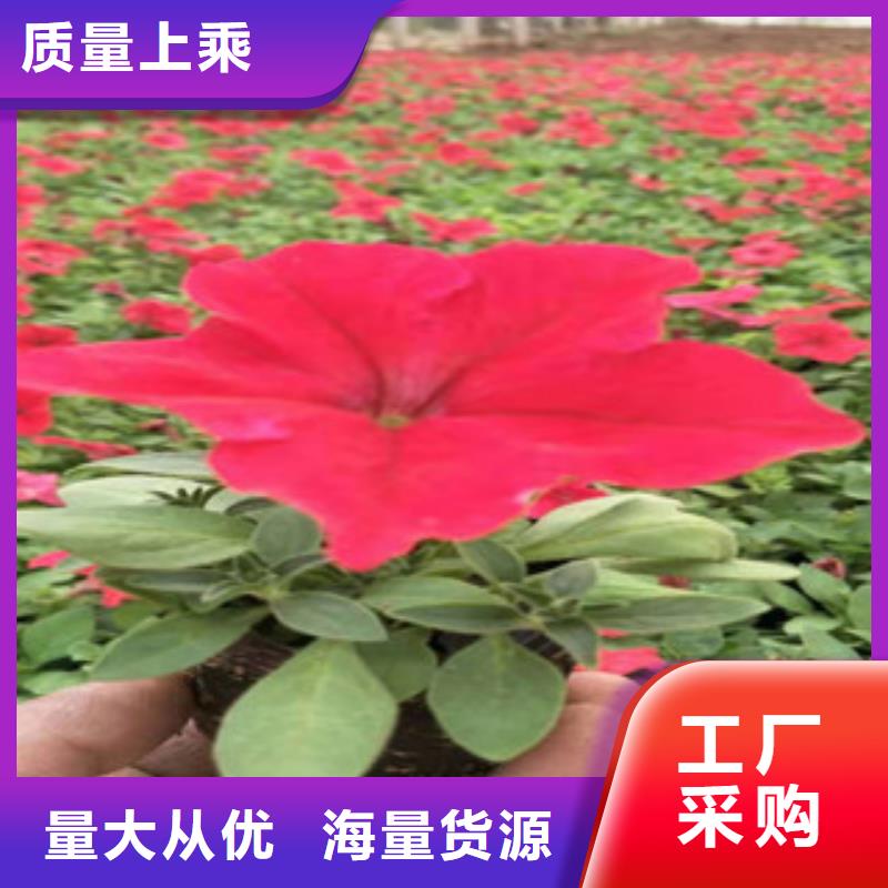 【宿根花卉】,水生植物/荷花睡莲厂家拥有先进的设备