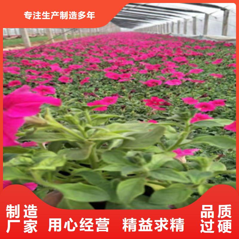 宿根花卉,花海景观工程交货准时