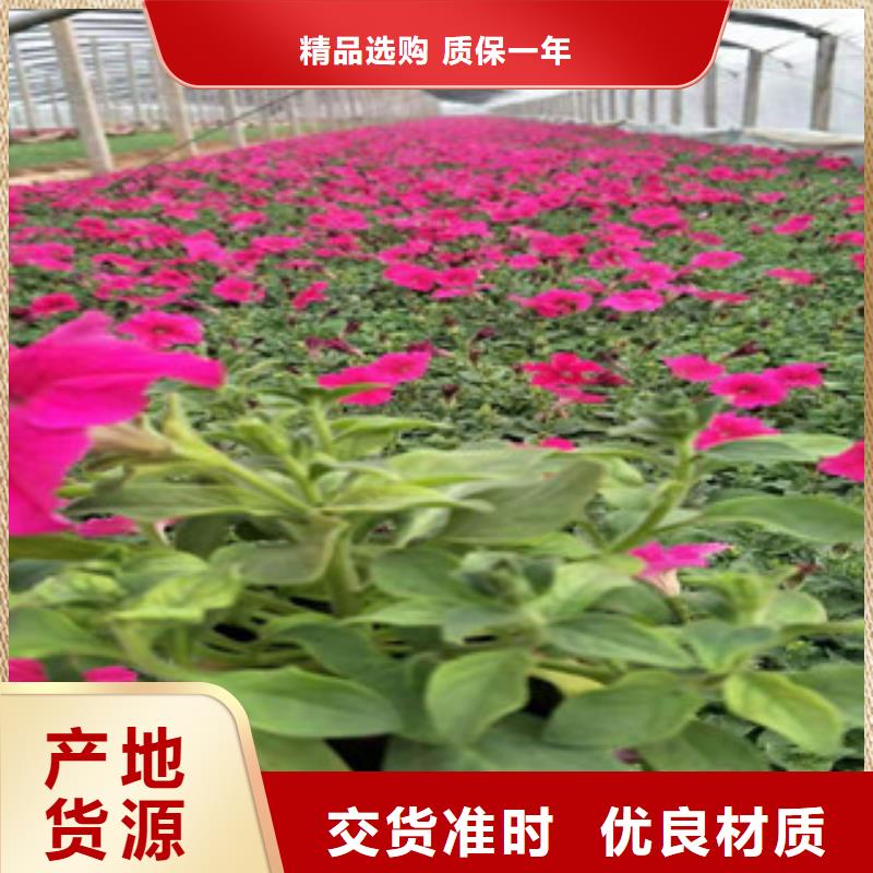 宿根花卉观赏草/蒲苇狼尾草源厂直接供货