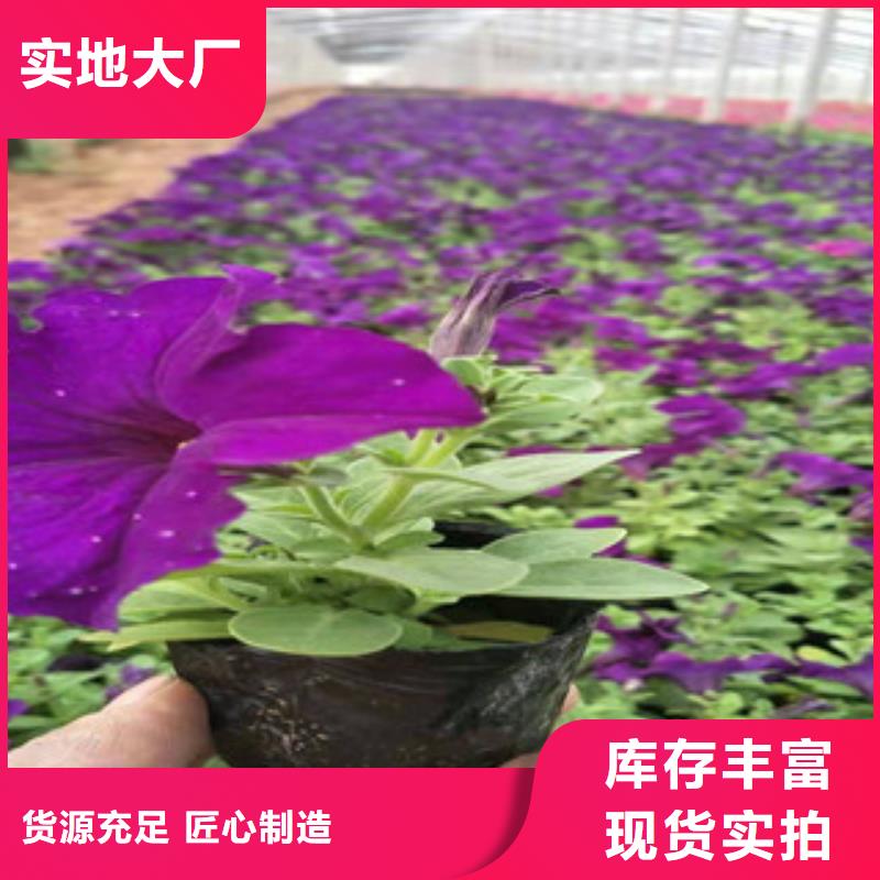 宿根花卉观赏草/蒲苇狼尾草严格把控质量