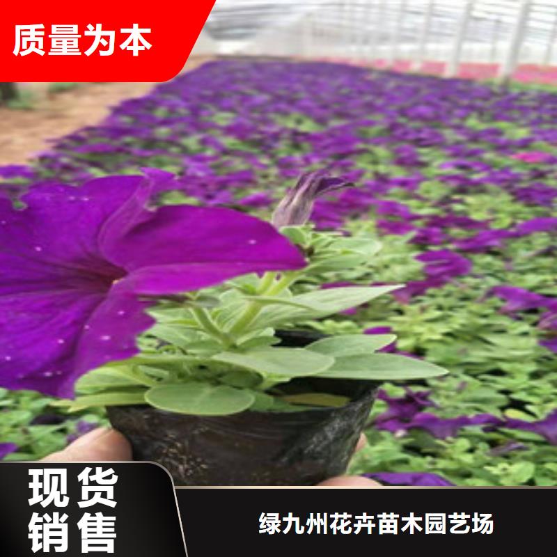 宿根花卉花海景观工程大库存无缺货危机