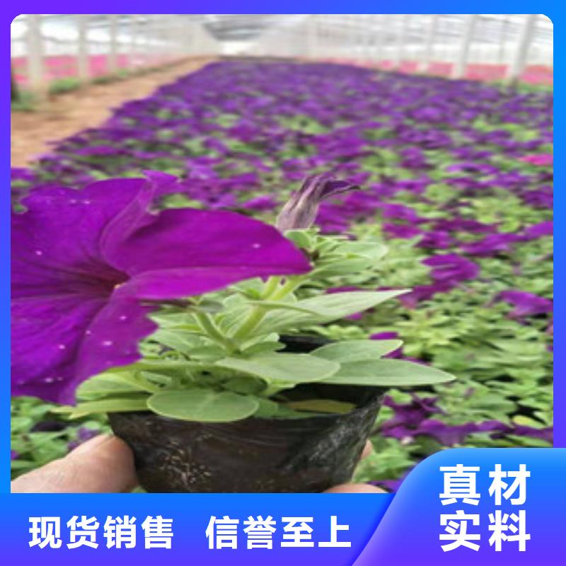 宿根花卉观赏草/蒲苇狼尾草源厂直接供货