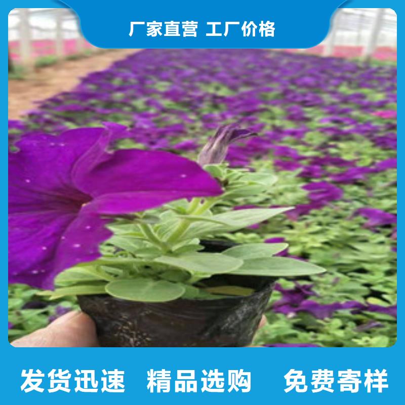 宿根花卉鲁冰花/粉黛乱子草严格把关质量放心