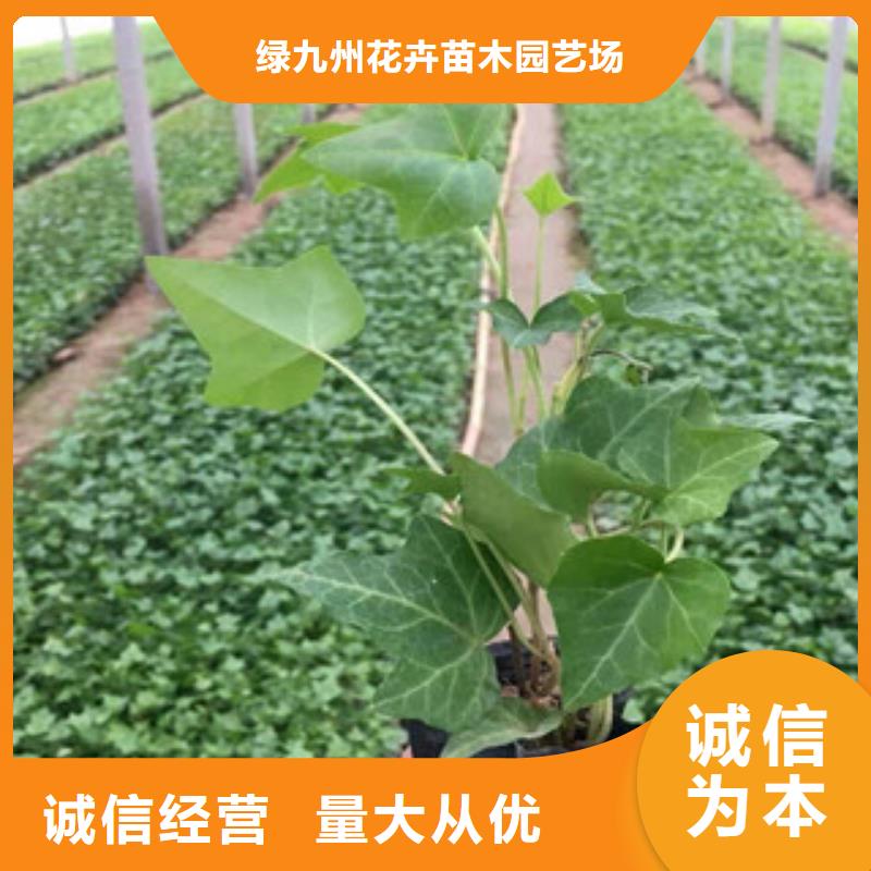 宿根花卉_时令花卉/绿化草花价格随心所欲定制