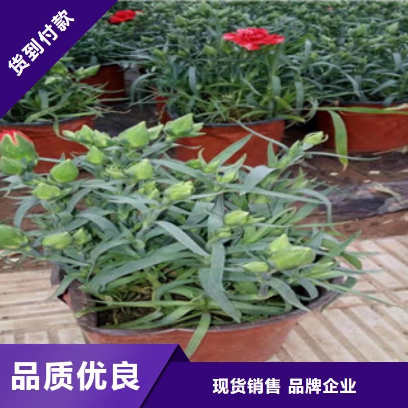 宿根花卉柳叶马鞭草/薰衣草质量上乘