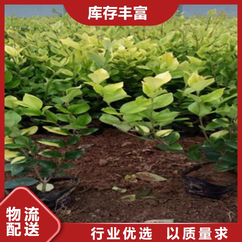 宿根花卉花海景观工程厂家直销大量现货