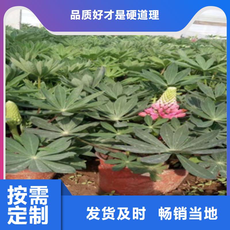 宿根花卉-鲁冰花/粉黛乱子草敢与同行比价格