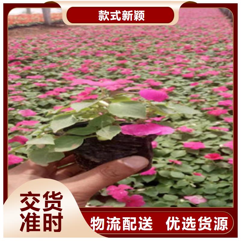 宿根花卉水生植物/荷花睡莲多年经验值得信赖