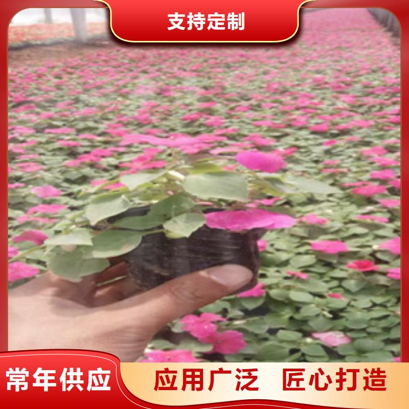 宿根花卉耐寒耐旱草花基地每一处都是匠心制作