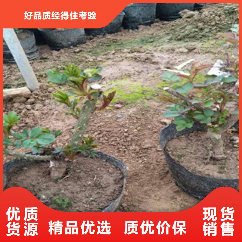 花海景观时令花卉/绿化草花价格诚信厂家