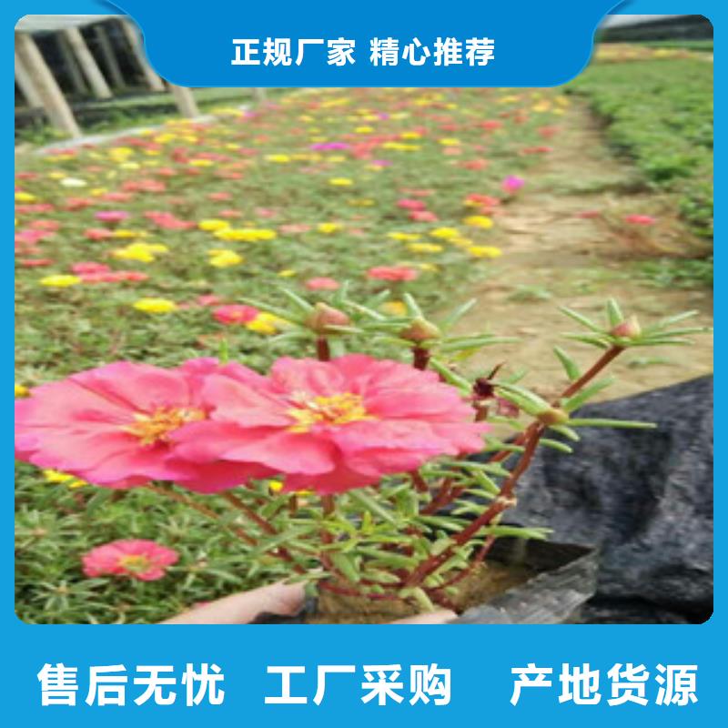 耐寒耐旱草花基地视频-耐寒耐旱草花基地|黄冈市|红安|英山|黄石|荆门|十堰|恩施|荆州|咸宁|鄂州