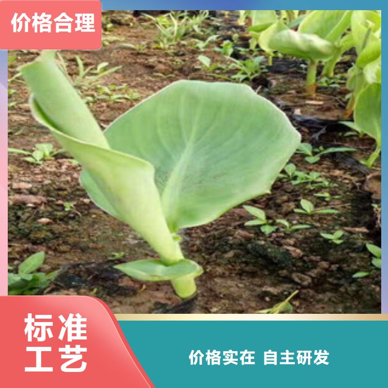 【花海景观】柳叶马鞭草/薰衣草随心所欲定制