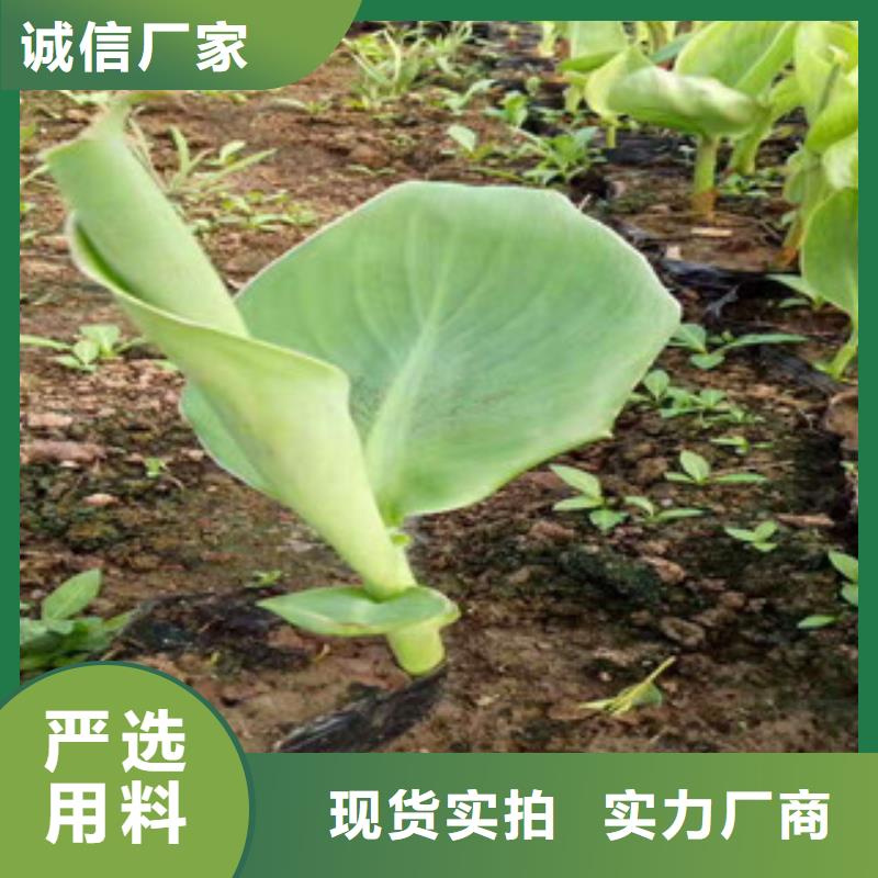 花海景观,花海景观工程质量无忧