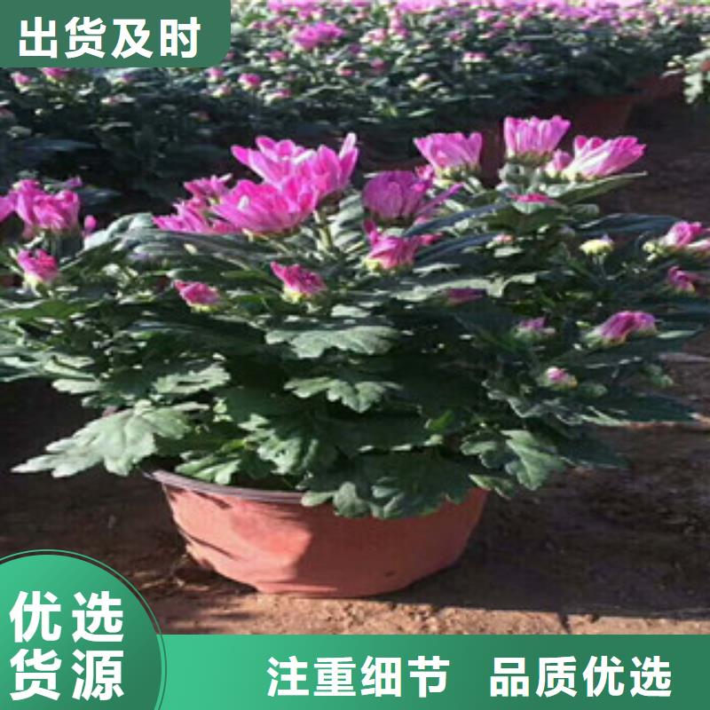 花海景观水生植物/荷花睡莲客户好评