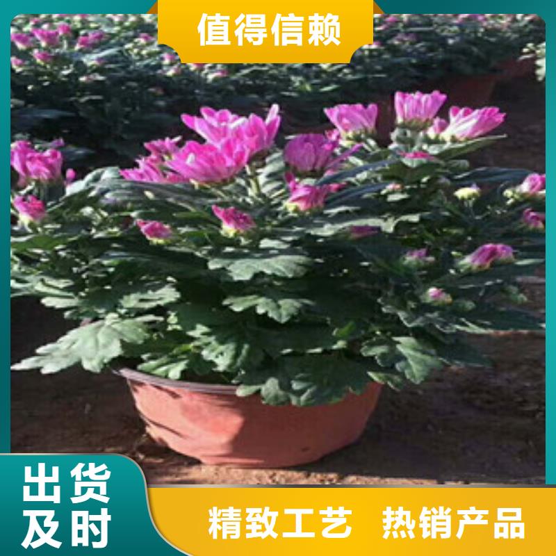 花海景观宿根花卉基地诚信经营现货现发