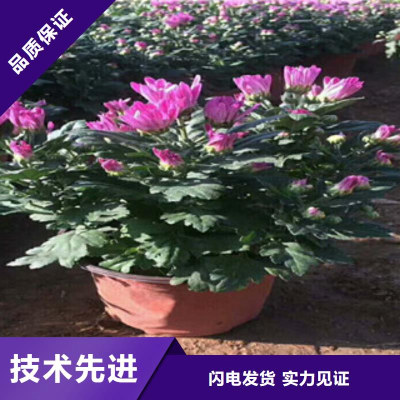 花海景观宿根花卉基地快速报价