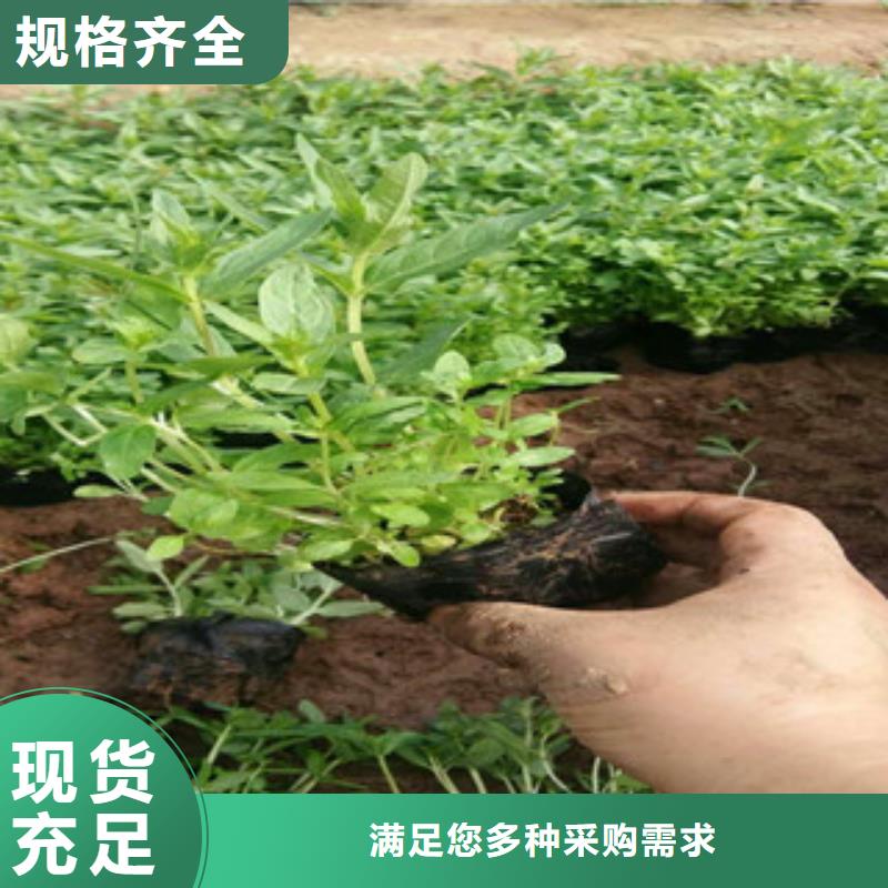 花海景观时令花卉/绿化草花价格诚信厂家