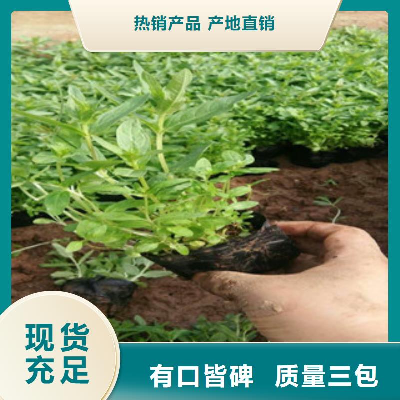 花海景观,鲁冰花/粉黛乱子草现货直发