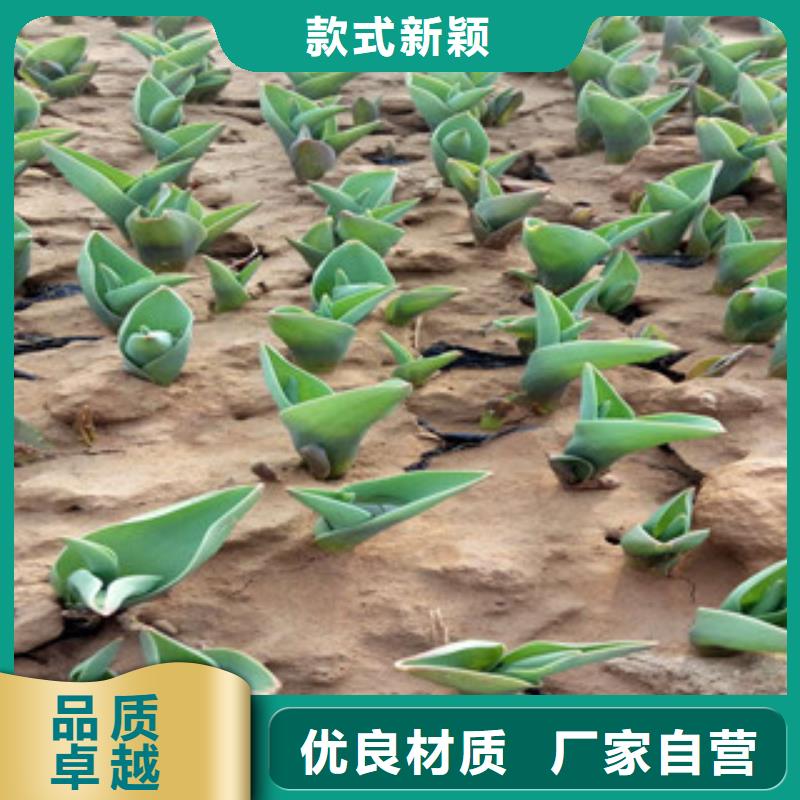 花海景观宿根花卉基地实力工厂