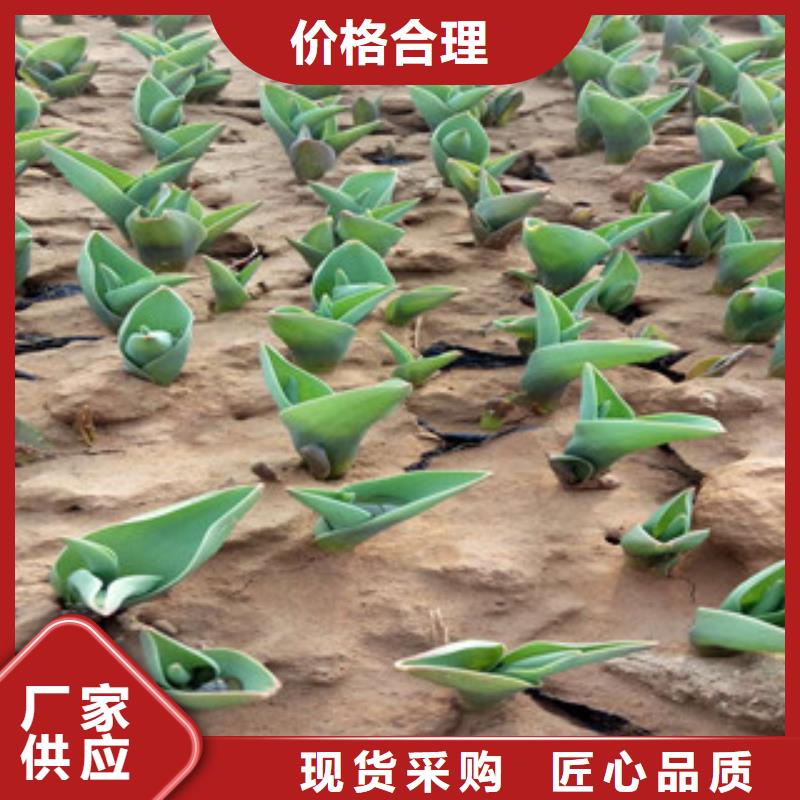 花海景观,花海景观工程品质无所畏惧