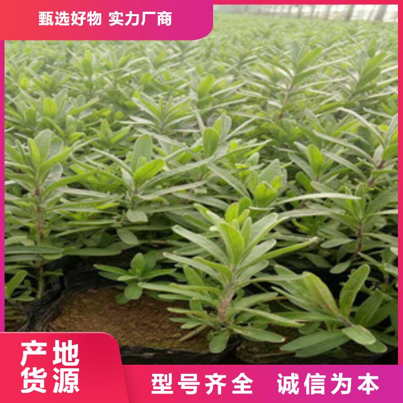 耐寒耐旱草花基地视频-公安|松滋|咸宁|恩施|随州|武汉|十堰|黄冈耐寒耐旱草花基地源厂定制-绿九州花卉苗木园艺场(荆州市分公司)