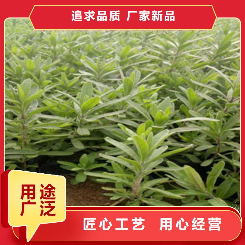 花海景观,花海景观工程品质无所畏惧