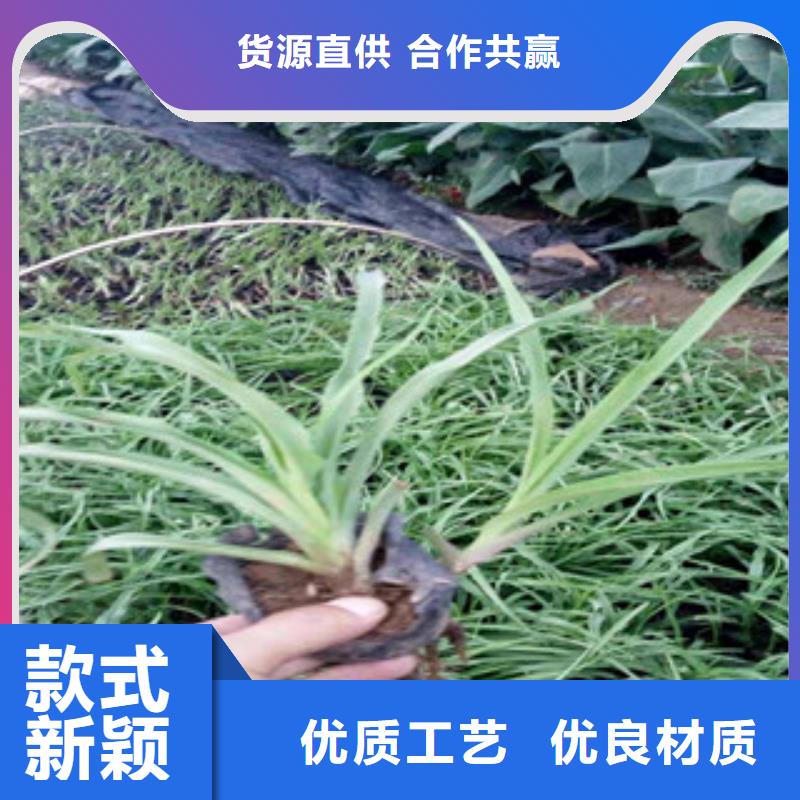 耐寒耐旱草花基地视频-公安|松滋|咸宁|恩施|随州|武汉|十堰|黄冈耐寒耐旱草花基地源厂定制-绿九州花卉苗木园艺场(荆州市分公司)