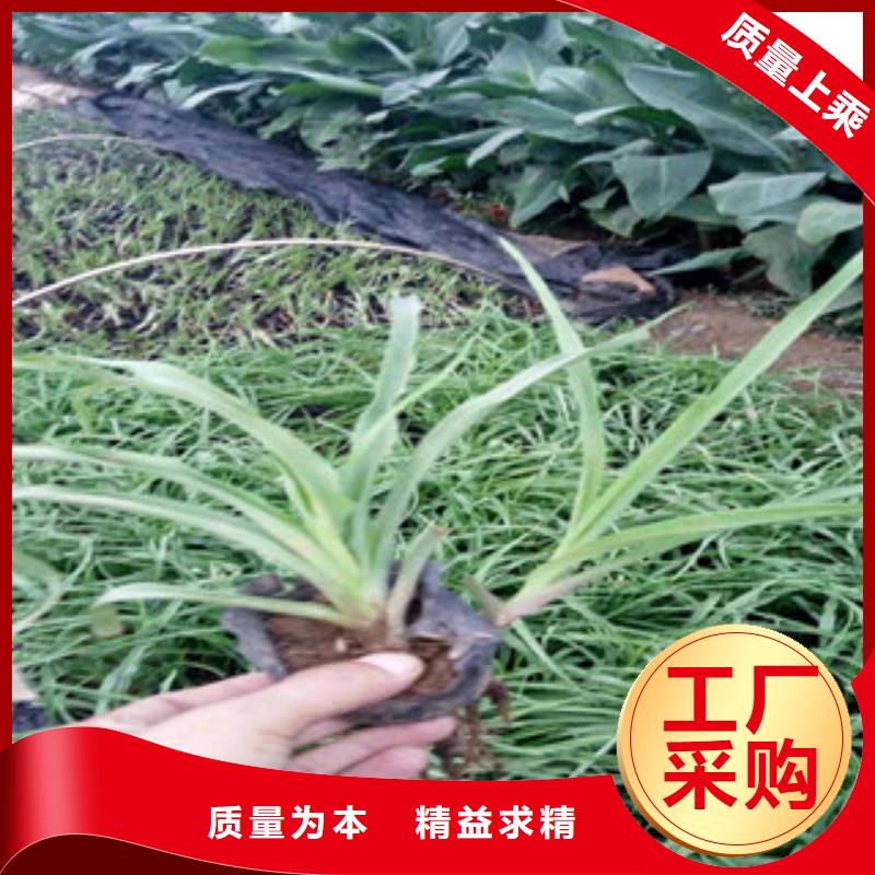 耐寒耐旱草花基地视频-耐寒耐旱草花基地|黄冈市|红安|英山|黄石|荆门|十堰|恩施|荆州|咸宁|鄂州