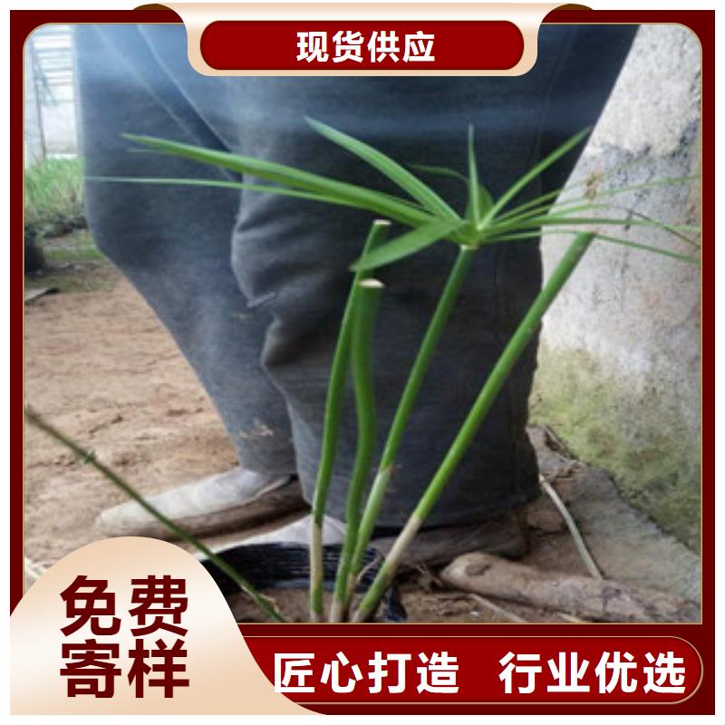 【花海景观】柳叶马鞭草/薰衣草随心所欲定制