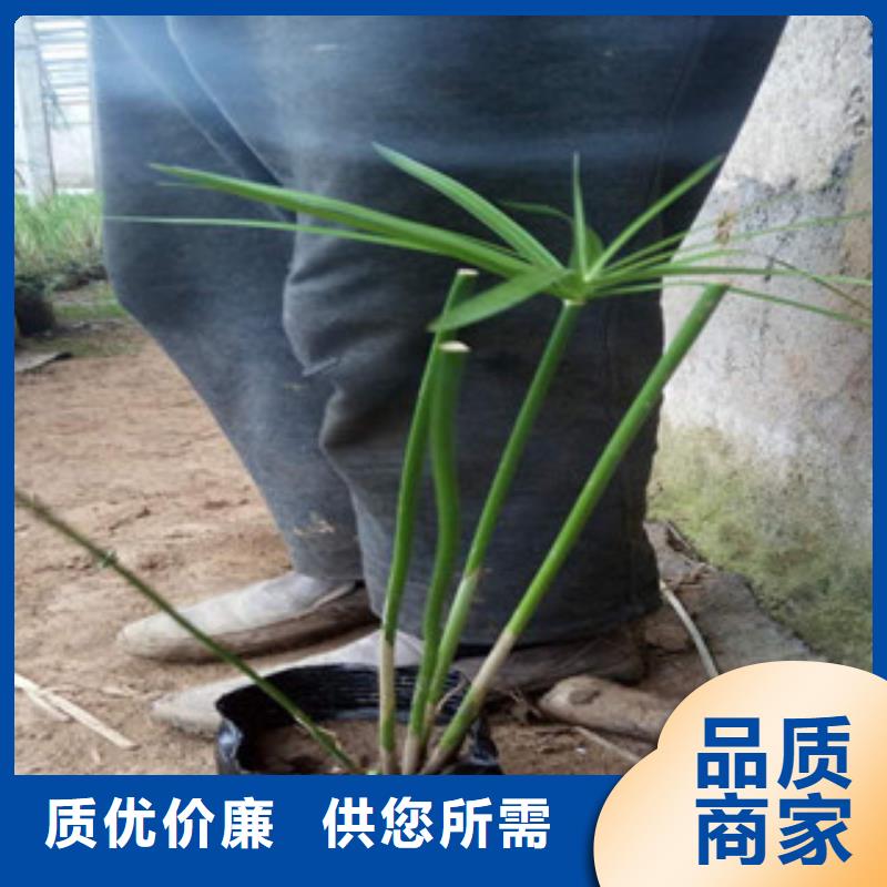 花海景观花海景观工程加工定制