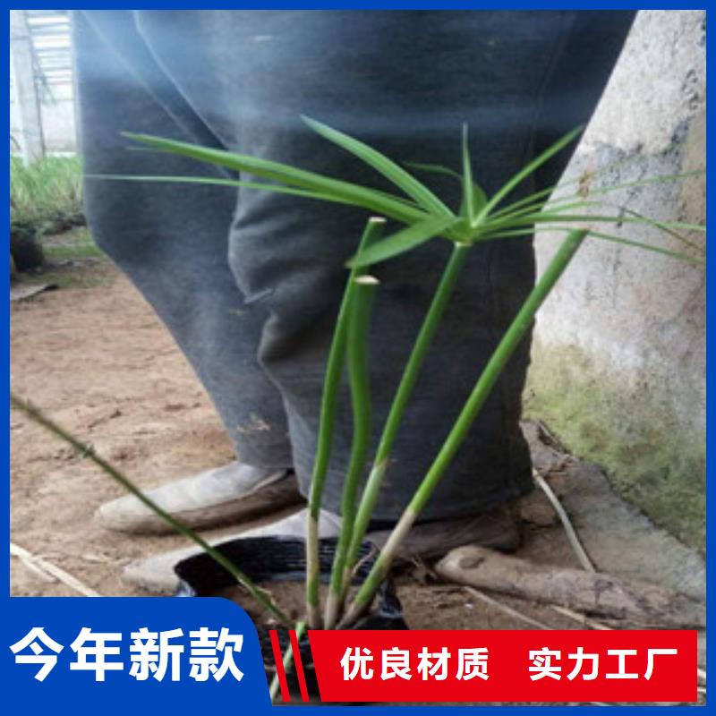 花海景观宿根花卉基地买的放心