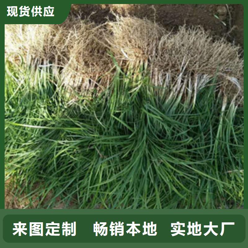 耐寒耐旱草花基地视频-耐寒耐旱草花基地|黄冈市|红安|英山|黄石|荆门|十堰|恩施|荆州|咸宁|鄂州