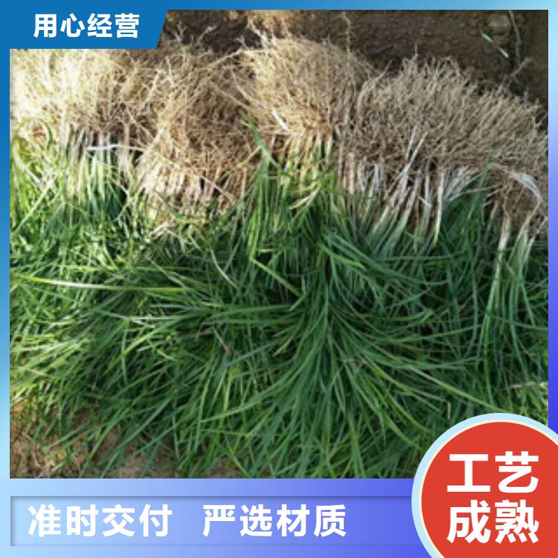 花海景观-水生植物/荷花睡莲我们更专业