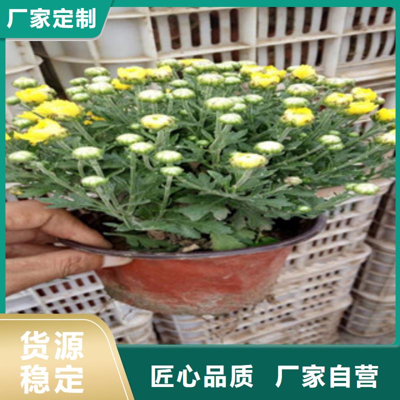 花海景观宿根花卉基地买的放心