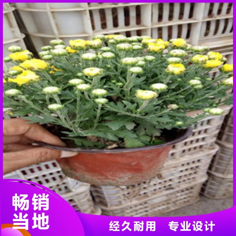 花海景观花海景观工程加工定制