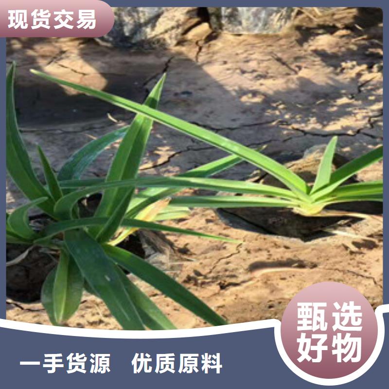 花海景观宿根花卉基地诚信经营现货现发