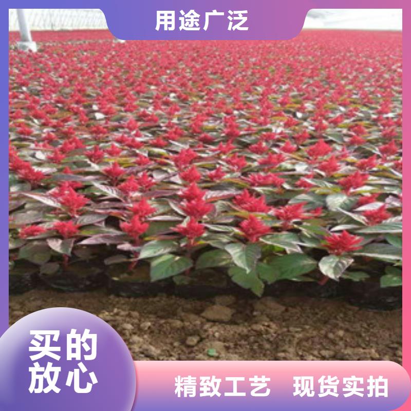 花海景观时令花卉/绿化草花价格诚信厂家