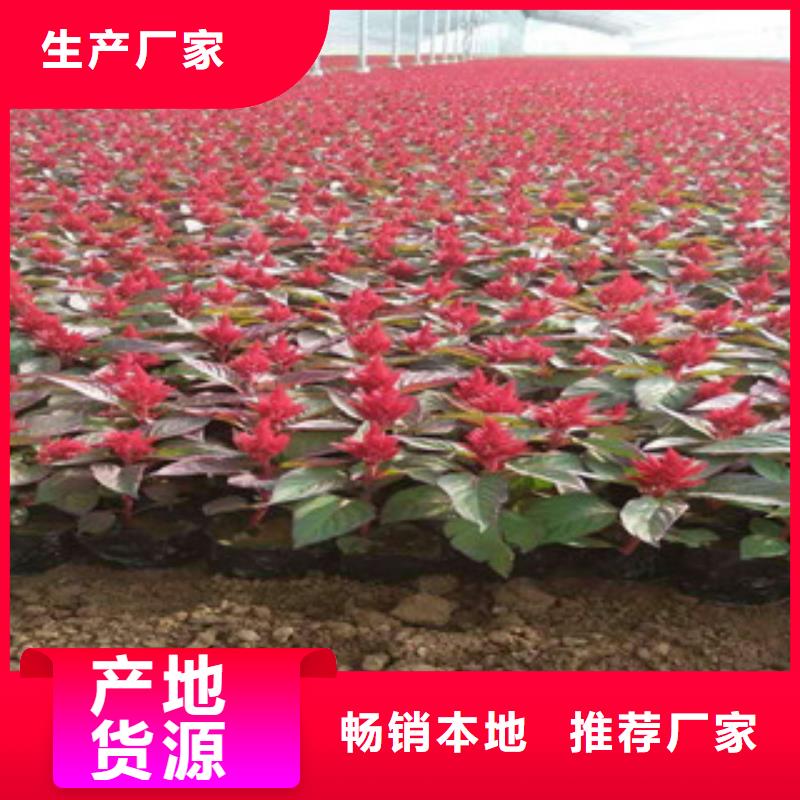 花海景观水生植物/荷花睡莲用心制作