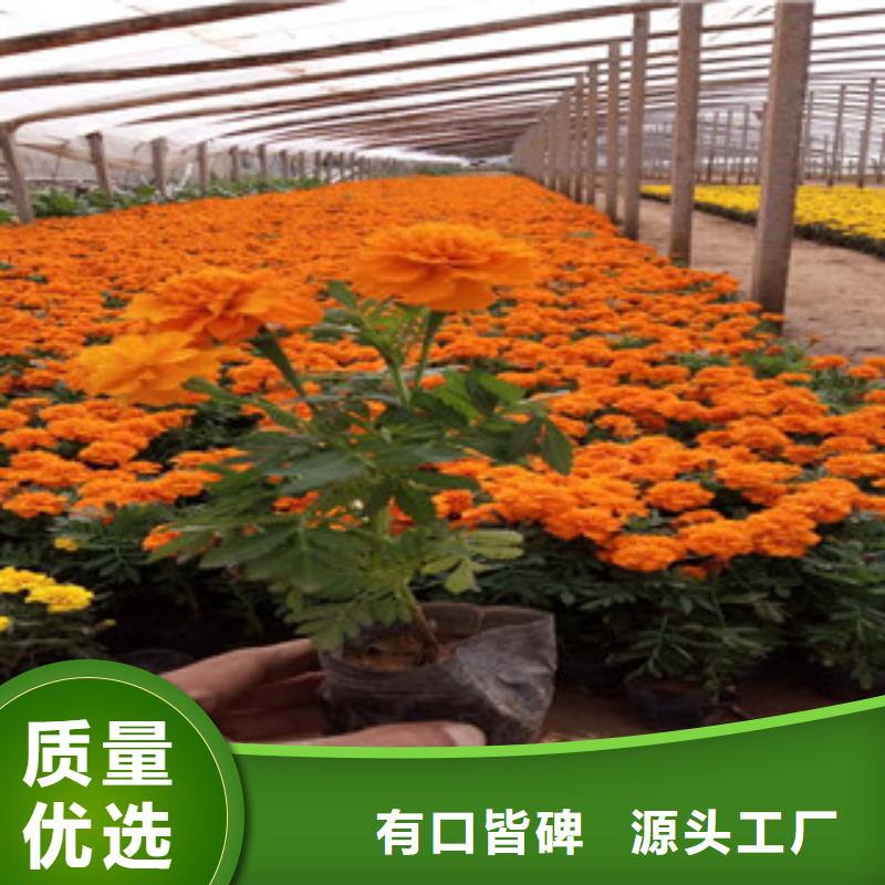 花海景观水生植物/荷花睡莲客户好评
