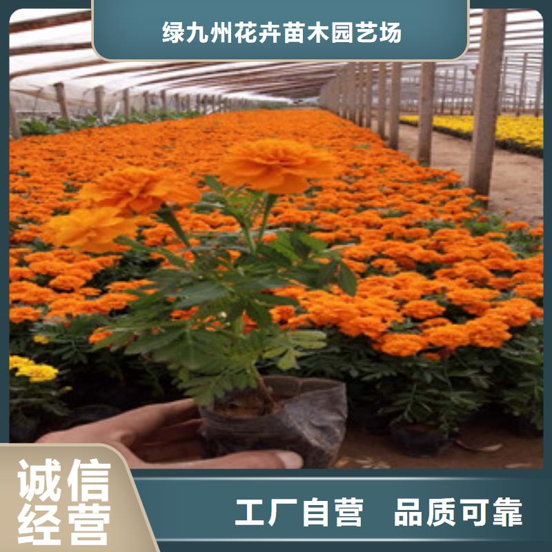 花海景观,柳叶马鞭草/薰衣草好品质选我们