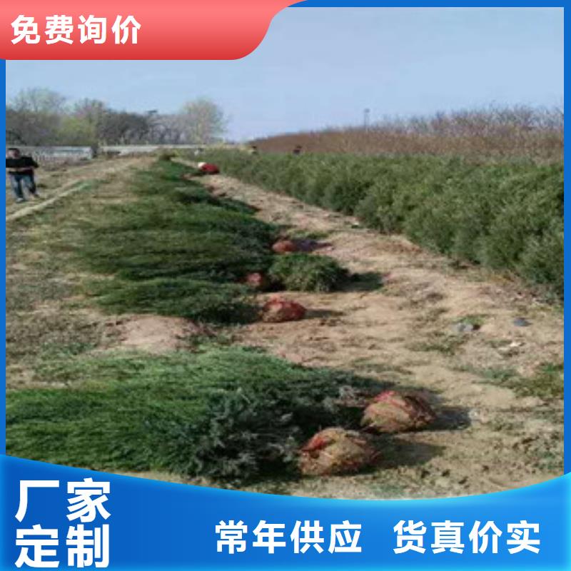耐寒耐旱草花基地视频-耐寒耐旱草花基地-辽宁省葫芦岛市建昌|连山|盘锦|铁岭|本溪|朝阳|鞍山【当地】服务商