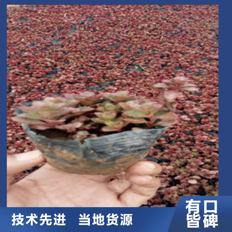 花海景观,花海景观工程质量无忧