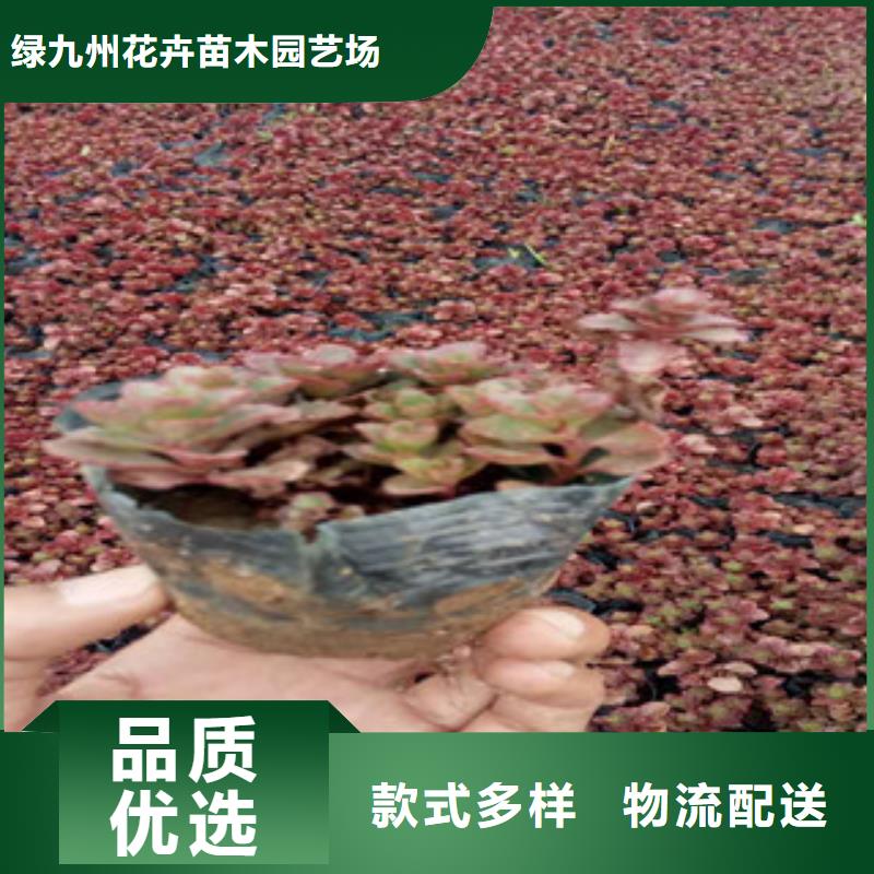 耐寒耐旱草花基地视频-耐寒耐旱草花基地|黄冈市|红安|英山|黄石|荆门|十堰|恩施|荆州|咸宁|鄂州