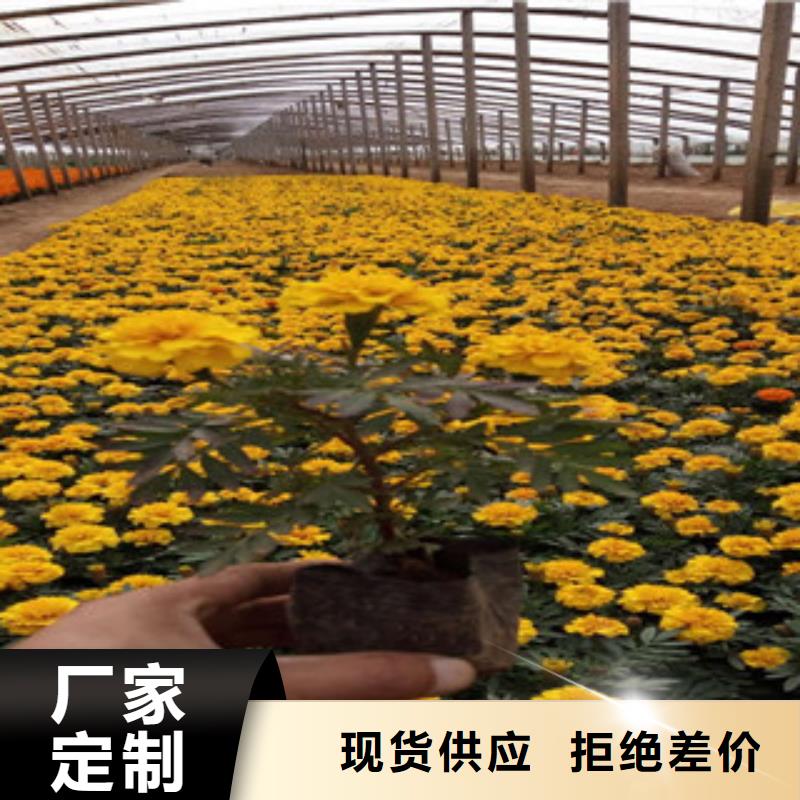 花海景观时令花卉/绿化草花价格诚信厂家